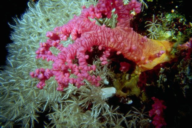 مخلوقات بحرية