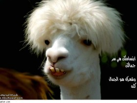 كوافير وطقم اسنان ملكة الجمال