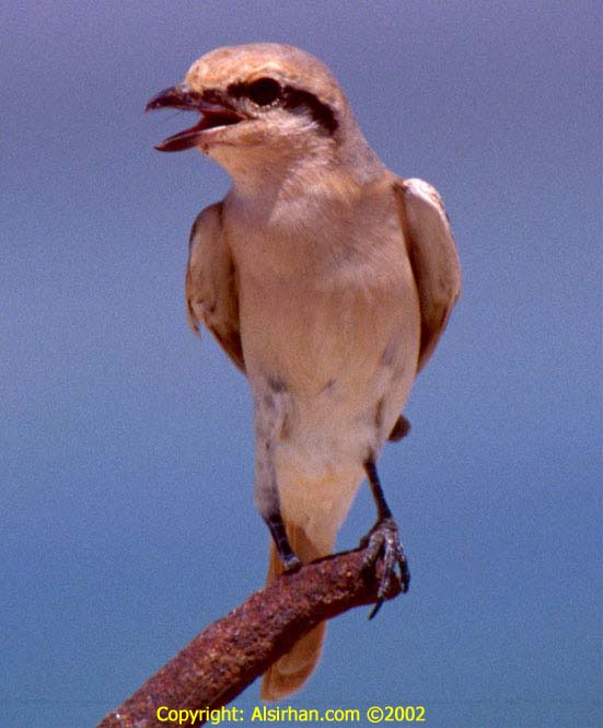 Isabeline_Shrike1_2_1_