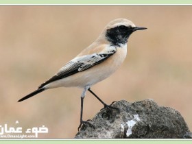 صور من ابداع اعضاء عمان فوتو