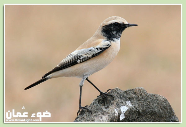 صور من ابداع اعضاء عمان فوتو