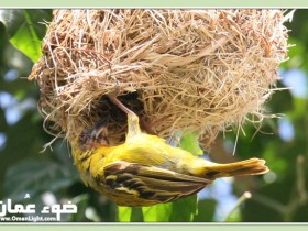 صور من ابداع اعضاء عمان فوتو