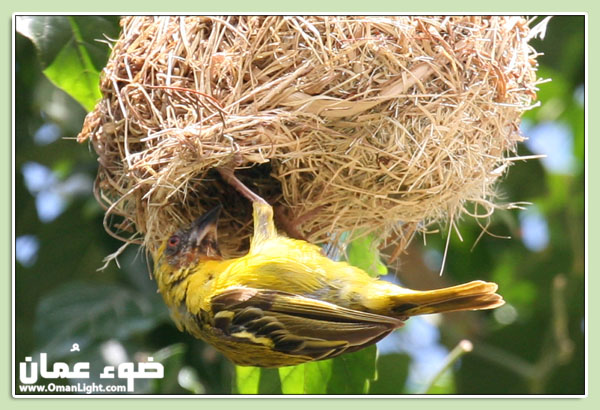 صور من ابداع اعضاء عمان فوتو