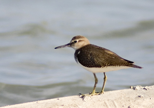 صور من ابداع اعضاء عمان فوتو