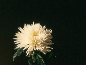 صور من ابداع اعضاء عمان فوتو