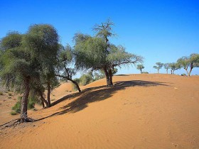 صور من ابداع اعضاء عمان فوتو