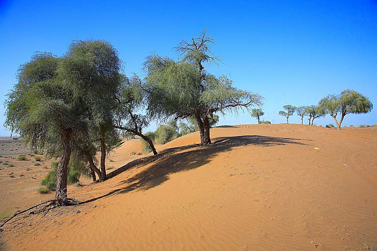 صور من ابداع اعضاء عمان فوتو