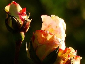 صور منوعة من الإنترنت