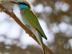 صور من ابداع اعضاء عمان فوتو