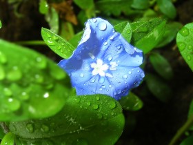 Blue_Flower_1600_2_1_