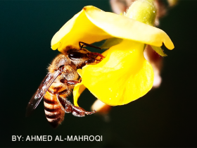 صور من ابداع اعضاء عمان فوتو