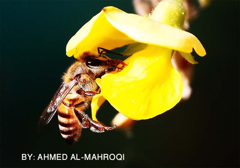 صور من ابداع اعضاء عمان فوتو