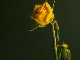 صور من ابداع اعضاء عمان فوتو