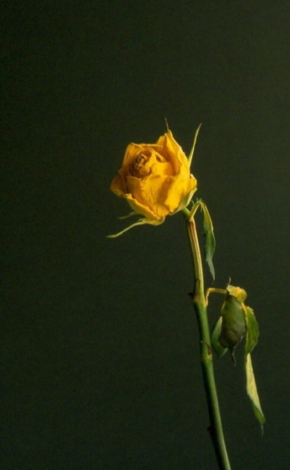 صور من ابداع اعضاء عمان فوتو