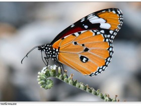 صور من ابداع اعضاء عمان فوتو