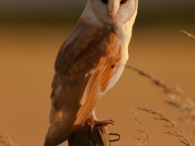 صور منوعة من الإنترنت