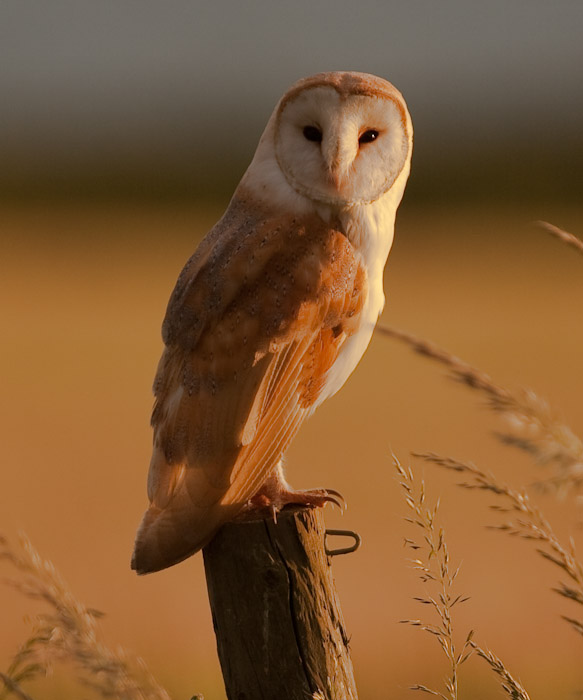 صور منوعة من الإنترنت