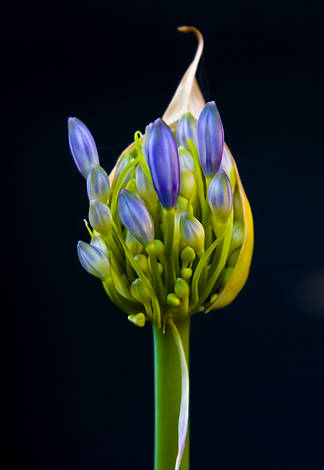 صور منوعة من الإنترنت