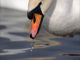 صور منوعة من الإنترنت