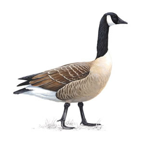 canada_goose_300_tcm9-139738_1_
