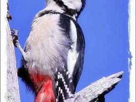 صور منوعة من الإنترنت