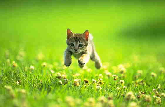 cats