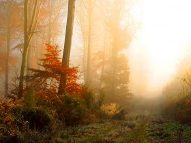 1519099-813f10093b0d9780_1_