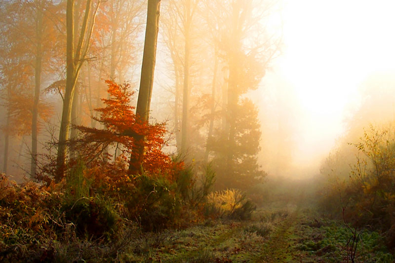 1519099-813f10093b0d9780_1_