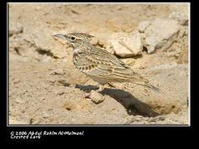 صور من ابداع اعضاء عمان فوتو