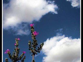 صور من ابداع اعضاء عمان فوتو
