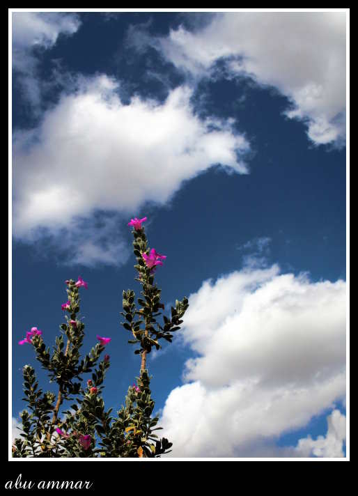 صور من ابداع اعضاء عمان فوتو