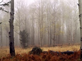 1517957-3c43890829843eec_2_