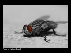 صور من ابداع اعضاء عمان فوتو