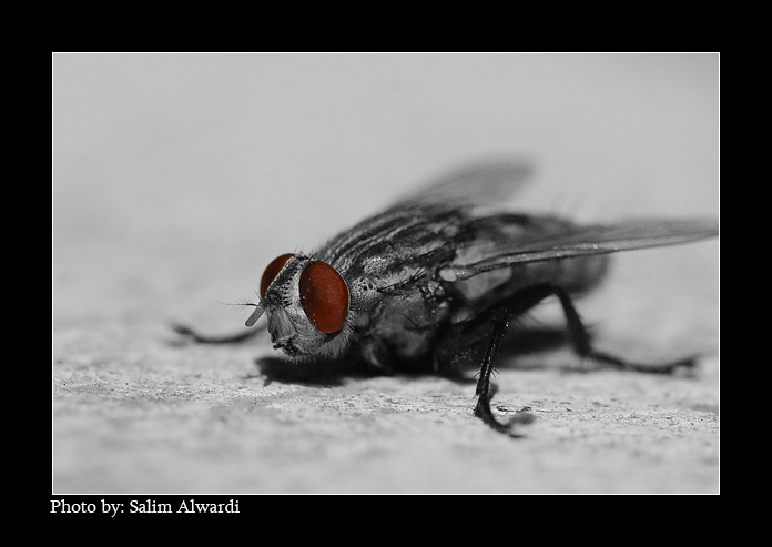 صور من ابداع اعضاء عمان فوتو