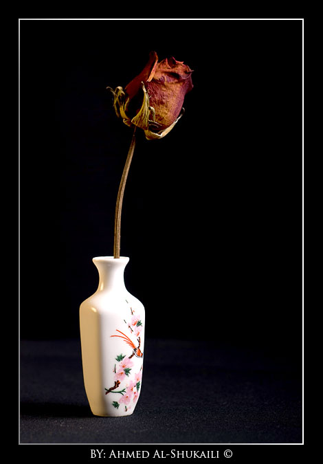 صور من ابداع اعضاء عمان فوتو