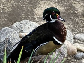 صور منوعة من الإنترنت