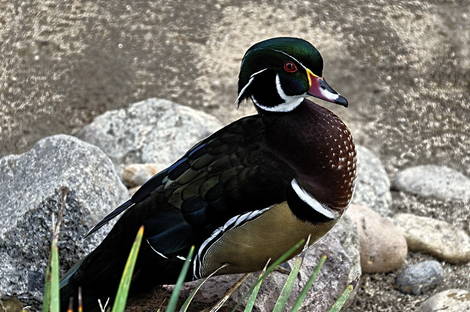 صور منوعة من الإنترنت