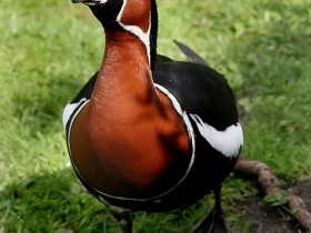 صور منوعة من الإنترنت