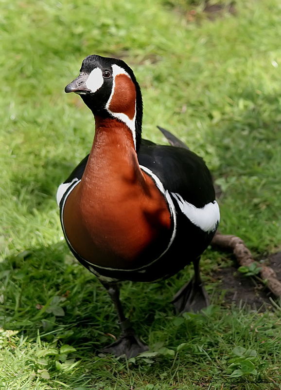 صور منوعة من الإنترنت