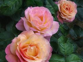 1554998-47c49e6b88cf89b2_1_