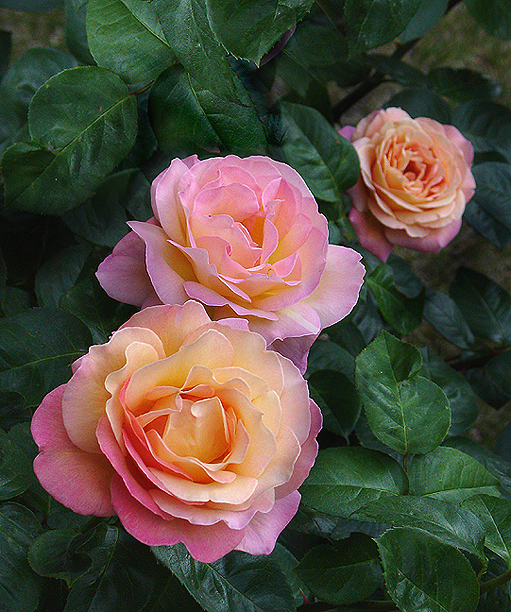 1554998-47c49e6b88cf89b2_1_