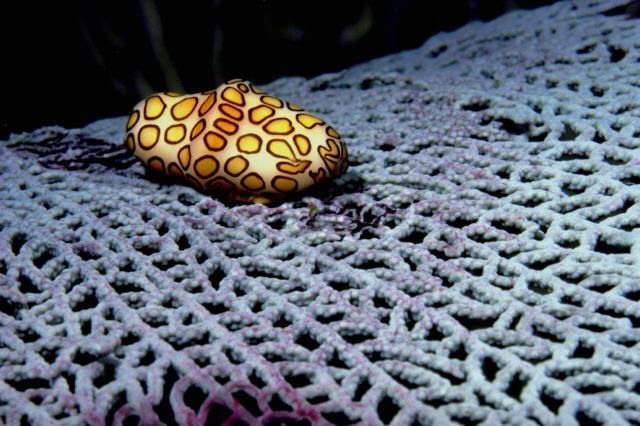 مخلوقات بحرية