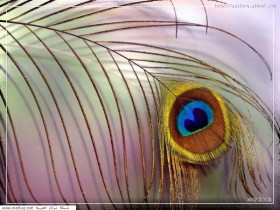 nice_pic_design_photo_88_1_