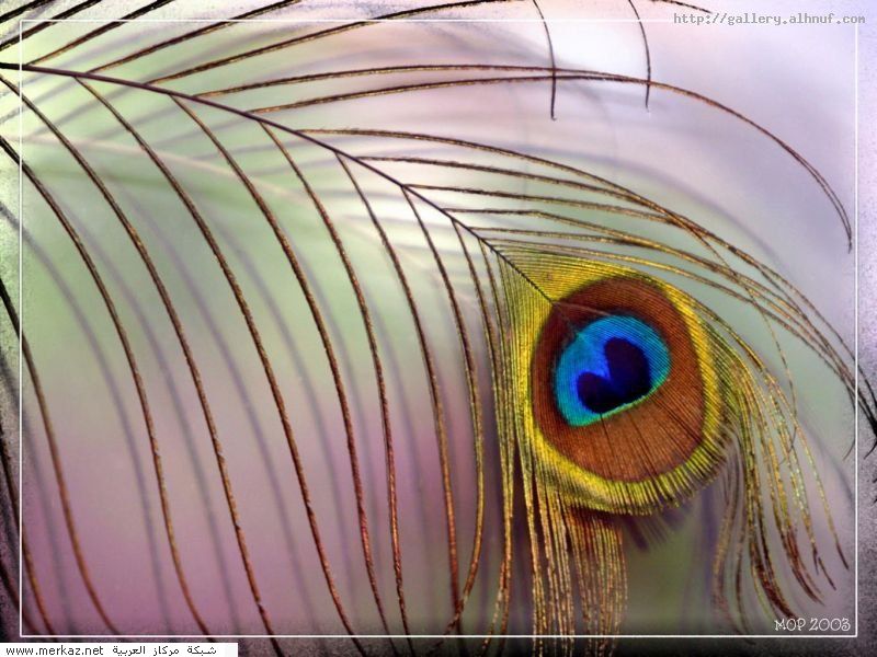 nice_pic_design_photo_88_1_