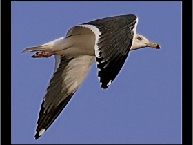 صور من ابداع اعضاء عمان فوتو