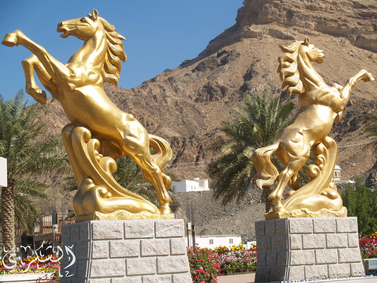 صهوة المجد