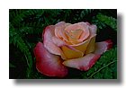 tnRoses19-sooar_org
