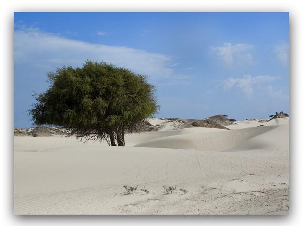 صور من ابداع اعضاء عمان فوتو
