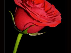 صور من ابداع اعضاء عمان فوتو