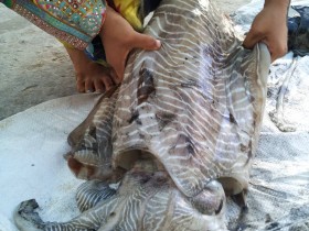 حبار